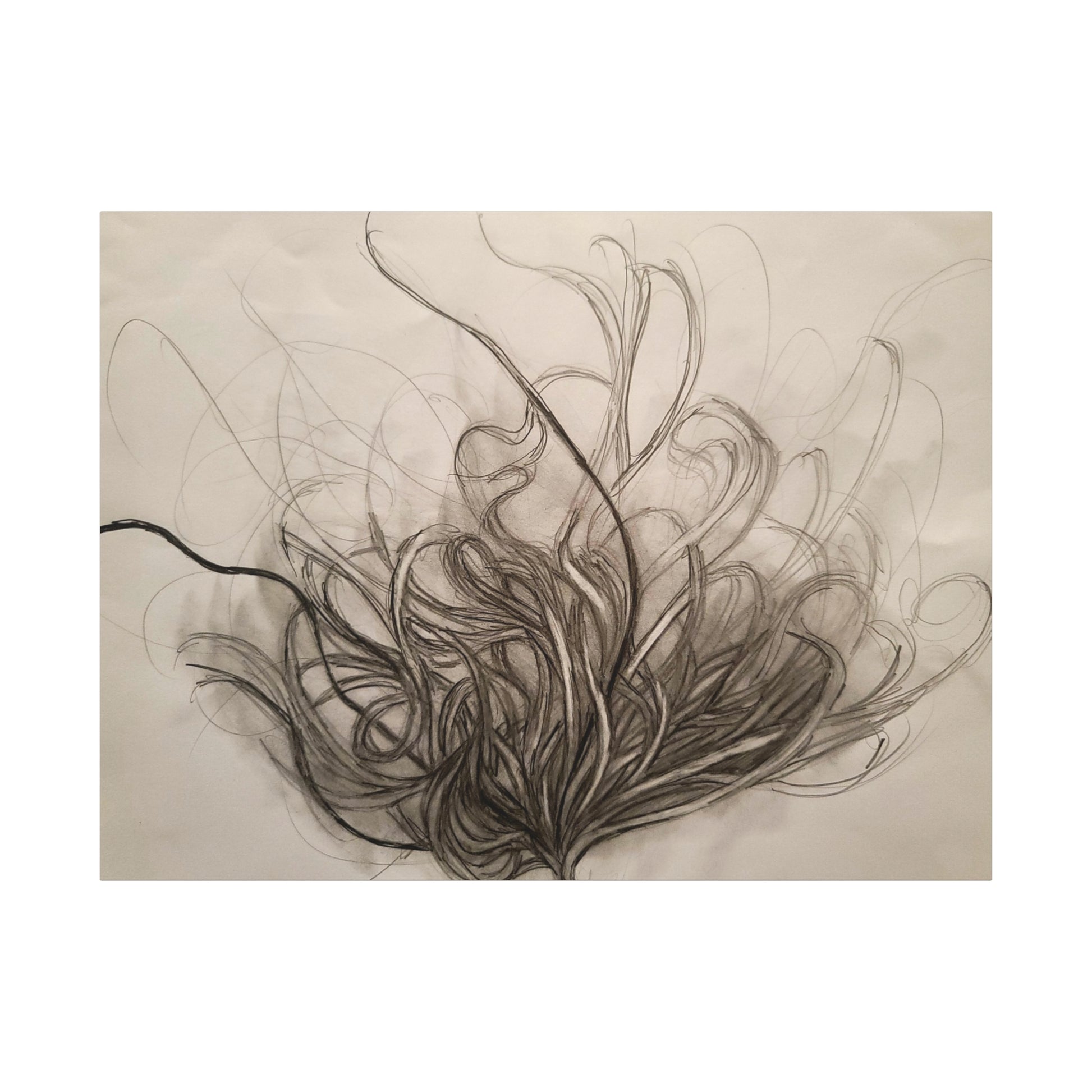 Canvas Art Print - Nature Drawing by Lisa Jennings